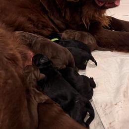 Boy 1 - Brown male Newfoundland puppy in Lonepine, Montana from Lonepine Newfoundlands