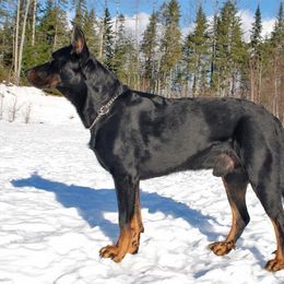 Beauceron Puppies from Beaucerons De La Valle Katahdin
