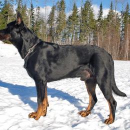 Beauceron Puppies from Beaucerons De La Valle Katahdin
