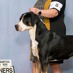 Gryff - Greater Swiss Mountain Dog
