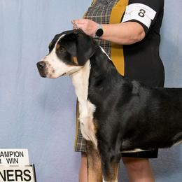 Gryff - Greater Swiss Mountain Dog