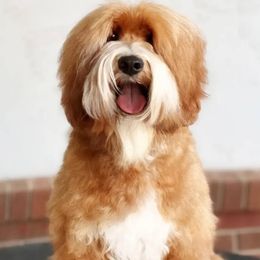 Cherry - Australian Labradoodle