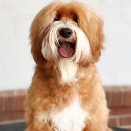 Cherry - Australian Labradoodle