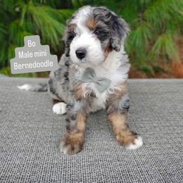 Bo - Merle male Bernedoodle puppy in Port Orange, Florida from Royal doodles of Florida