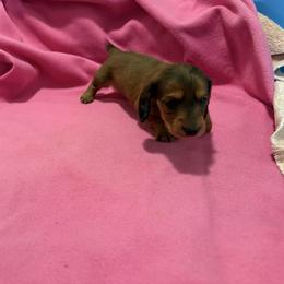 Biggs - Brindle male Dachshund puppy in Booneville, Mississippi from Haley's Dachshunds