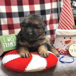Xander - Blue - Black and red male German Shepherd puppy in Iola, Wisconsin from DeFelice's German Shepherds