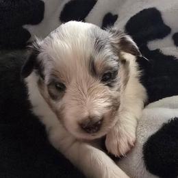 Cindy - Blue merle and white female Shetland Sheepdog puppy in Wapello, Iowa from Willow Rayne shelties and more