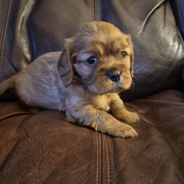 Teddy - Ruby male Cavalier King Charles Spaniel puppy in Sherman, New York from Joanne's Cavalier King Charles Spaniels