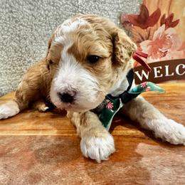 Buddy The Elf - Red  male Goldendoodle puppy in Camden, North Carolina from Oopsie Doodles of NC