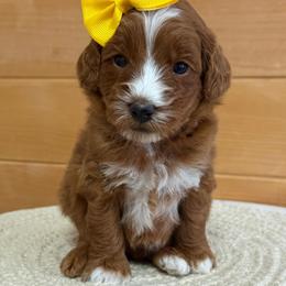 K-Yellow Girl - Red  female Goldendoodle puppy in Lewisville, Texas from Texas Goldendoodle Lovers