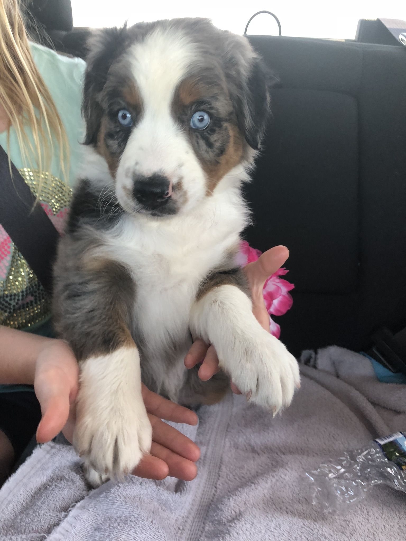 Wagon Wheel Aussies and in Ohio Australian Shepherd, Pembroke