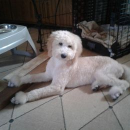 Goldendoodle Puppies from Merry R Goldendoodles