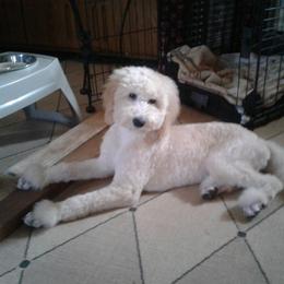 Goldendoodle Puppies from Merry R Goldendoodles