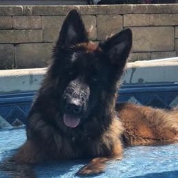 Maesy - German Shepherd