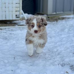 Reebok - Red merle male Australian Shepherd puppy in Ashland, Ohio from SS Australian Shepherds