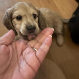 Reduced--Gidget - Cream female Dachshund puppy in New Smyrna Beach, Florida from J & L Mini D’s