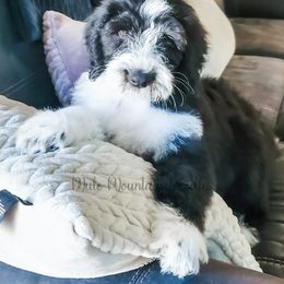 Double Doodle, Labradoodle, and Sheepadoodle Puppies from Mule Mountain Doodles