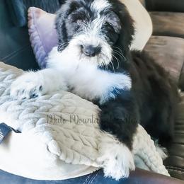 Double Doodle, Labradoodle, and Sheepadoodle Puppies from Mule Mountain Doodles