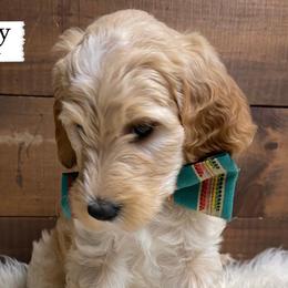 Bravery - Orange Collar - Boy - Apricot Goldendoodle puppy in Conway, New Hampshire from Arbor Grace Doodles