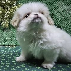 Murr - Lemon and white male Japanese Chin puppy in Johnson City, Tennessee from Erin & Friends Japanese Chin