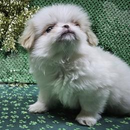 Murr - Lemon and white male Japanese Chin puppy in Johnson City, Tennessee from Erin & Friends Japanese Chin