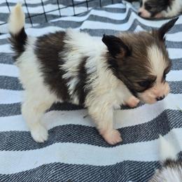 Mick - Red white and sable male Papillon puppy in Hollister, Missouri from Swan Creek Kennel