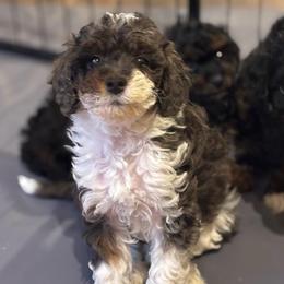 Tony - Blue merle male Aussiedoodle puppy in Cedar Park, Texas from Lollipups Mini Aussiedoodles
