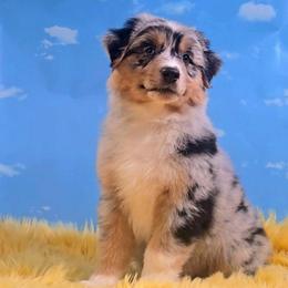 Webby - Blue merle male Australian Shepherd puppy in Waddell, Arizona from Winsome Aussies
