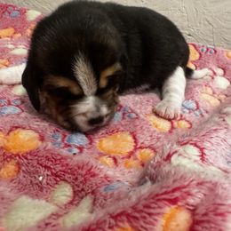 Slick - Black white and tan male Beagle puppy in Suffolk, Virginia from Lil Kountry Pocket Beagles