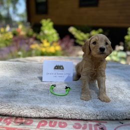 Green Collar Boy - Apricot male Goldendoodle puppy in Bigfork, Minnesota from Timber Rock Doodles