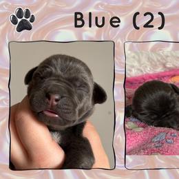 Blue (2f) - Blue female Great Dane puppy in Morton, Illinois from That Gurl K9s