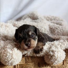 Royal Duke of Lynchburg - Liver male Miniature Schnauzer puppy in Lynchburg, Tennessee from ROYAL PUPS - THRONEBERRY FAMILY FARMS