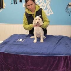 English Setter Puppies from BIRDHAVEN