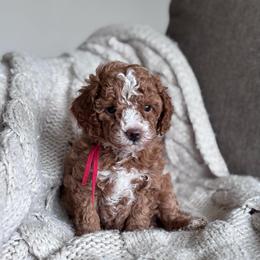 AKC miniature poodle (Red collar girl) - Red  female Poodle puppy in Skamokawa, Washington from East Valley Pups