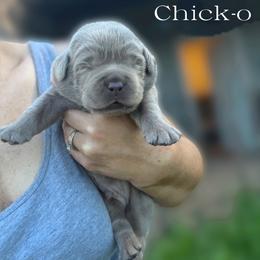 Chick-o - Silver male Dilute Retriever puppy in Baldwin City, Kansas from Hedge Lane Labradors