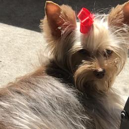 Yorkshire Terriers from Pawsitively Precious Yorkies