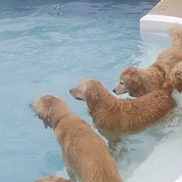 Golden Retrievers from Golden Moments
