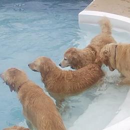 Golden Retrievers from Golden Moments
