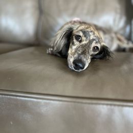 Willow - Dachshund