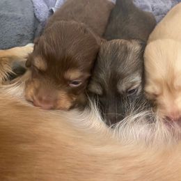 Dachshund Puppies from Hetu's Dachshunds