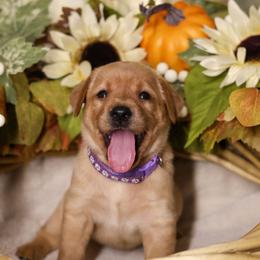 Goldie (Gold Nugget) - Yellow female Labrador Retriever puppy in Twin Falls, Idaho from Whispering White Pines Labradors