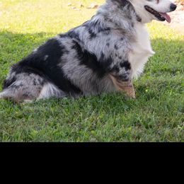 Nova - American Corgi