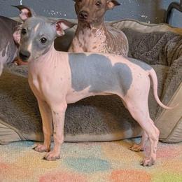 Agave - White and black female American Hairless Terrier puppy in Phoenix, Arizona from Bare Valley