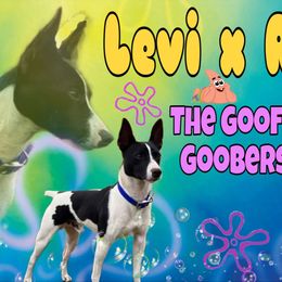 Rat Terrier puppies from Cryptic Rat Terriers