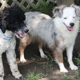 Aussiedoodles and Australian Shepherds from Kaleidoscope Aussies and Aussiedoodles