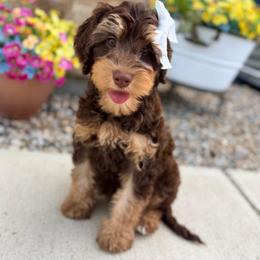 Adella - Phantom female Goldendoodle puppy in Marion, Ohio from Doodles & Doxies