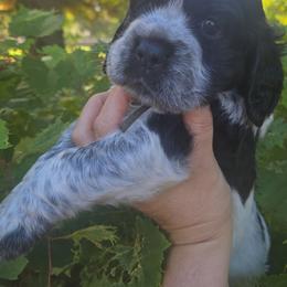 Callaway - Black and white male English Springer Spaniel puppy in Saginaw, Michigan from Kemerer Springers