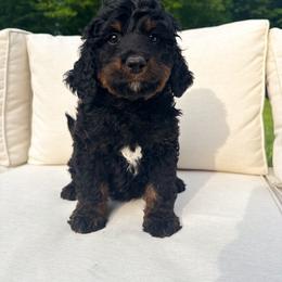River - Phantom male Bernedoodle puppy in St Joe, Indiana from Pawsh Bernedoodles