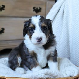 Raccoon - Merle male Goldendoodle puppy in Temecula, California from Temecula Creek Doodles