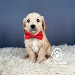 Reeses - Apricot male Goldendoodle puppy in Utah County, Utah from Big Hearted Breeders